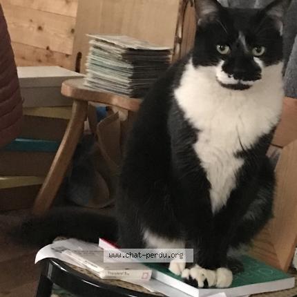 Foto 1/1 Byskot Chat perdido en Brest