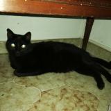 Foto del gato perdido en Cavalaire Sur Mer