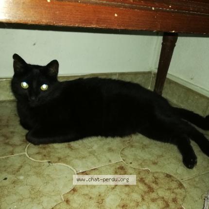 Foto 1/1 OSCAR Chat perdido en Cavalaire sur mer