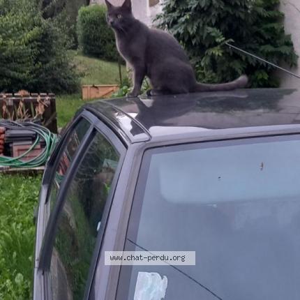 Foto 1/1 CHARLY Chat perdido en Chastellux sur curre