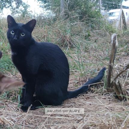 Foto 1/1 Izikel Chat perdido en St colomban