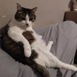 Foto del gato perdido en Toulon Sur Arroux