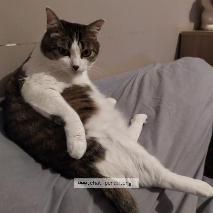 Foto 1/1 Mina Chat perdido en Toulon sur arroux