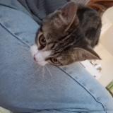 Foto de gato encontrado en Chateau Gontier Sur Mayenne