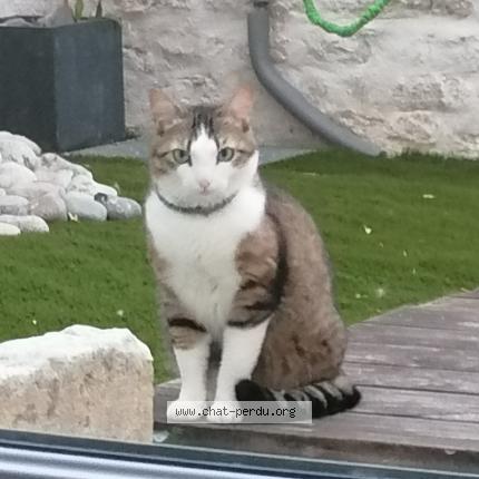 Foto 1/1 Gato encontrado Perdido en Niort