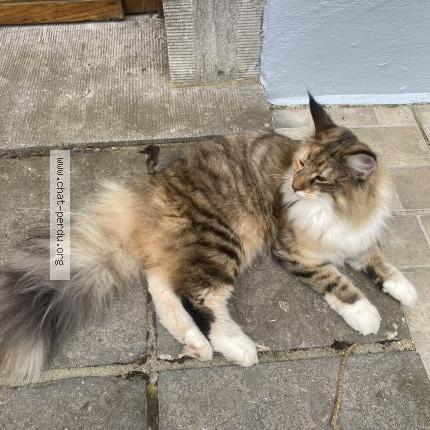 Foto 1/2 Pebbi Chat perdido en Epalinges