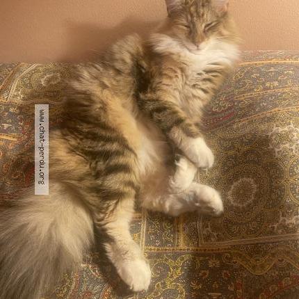 Foto 2/2 Pebbi Chat perdido en Epalinges