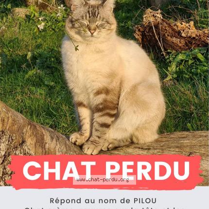 Foto 1/1 Pilou Chat perdido en Boulaur