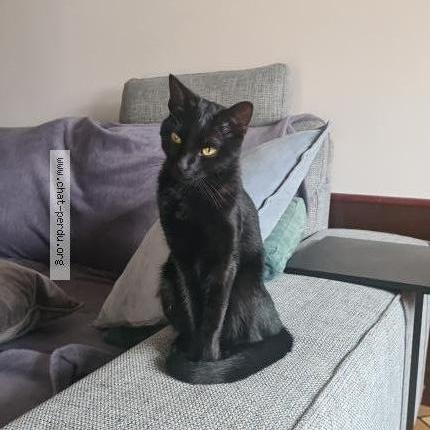 Foto 1/3 Shadow Chat perdido en Aulnay sous bois