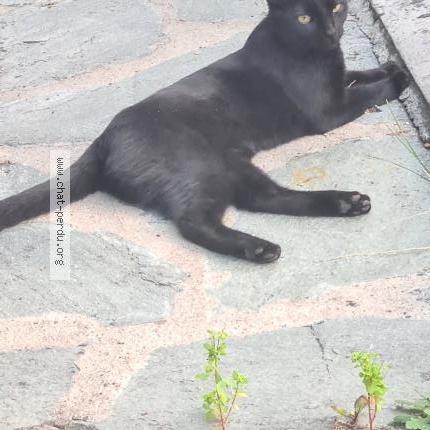 Foto 2/3 Shadow Chat perdido en Aulnay sous bois