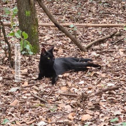 Foto 3/3 Shadow Chat perdido en Aulnay sous bois