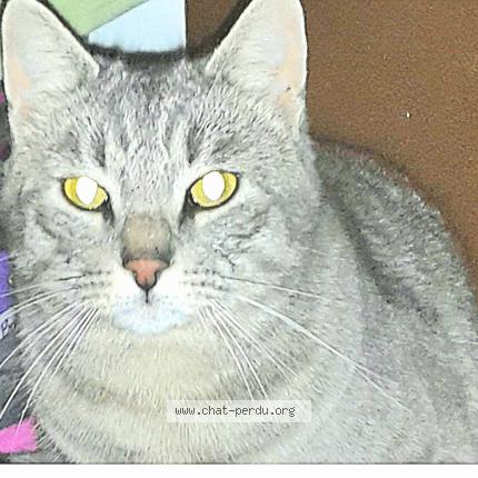 Foto 1/1 Louis Chat perdido en Grabels