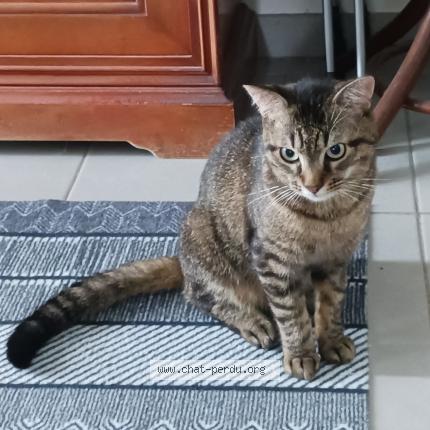 Foto 1/4 Filou Chat perdido en Vendeville