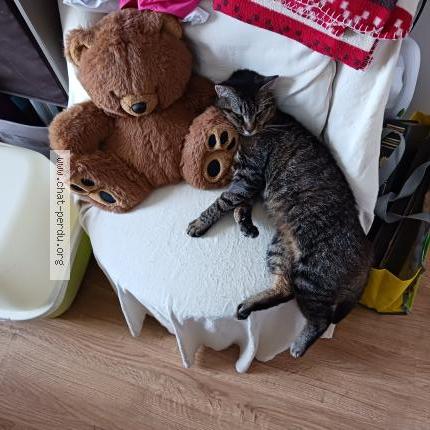 Foto 2/4 Filou Chat perdido en Vendeville