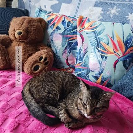 Foto 3/4 Filou Chat perdido en Vendeville