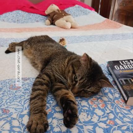 Foto 4/4 Filou Chat perdido en Vendeville