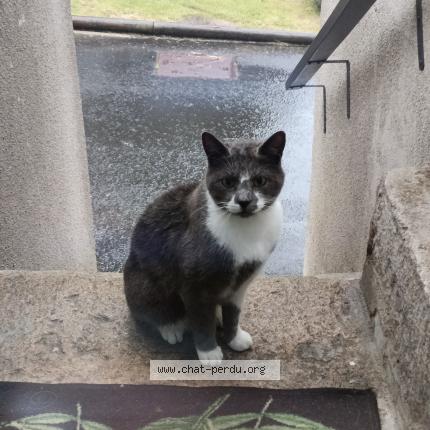 Foto 1/1 Ma&euml;lennig MOLHERAT Chat perdido en Peyre en aubrac