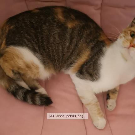 Foto 1/1 Minette Chat perdido en Volvic 63530