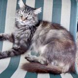 Foto del gato perdido en Chablis