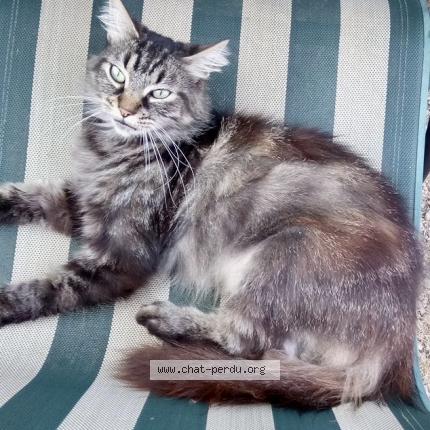 Foto 1/1 Calinou Chat perdido en Chablis