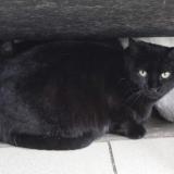 Foto del gato perdido en St Clement