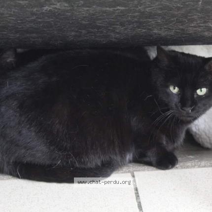 Foto 1/2 umiette Chat perdido en St clement