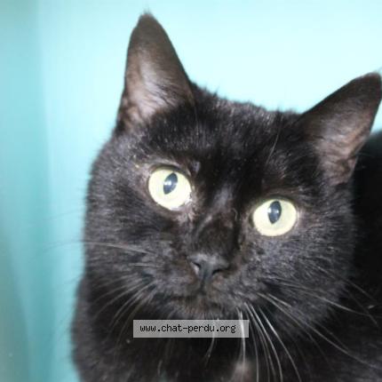 Foto 2/2 umiette Chat perdido en St clement