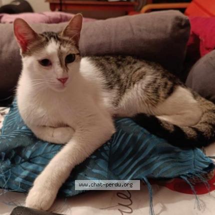 Foto 1/1 Ulix Chat perdido en Villeurbanne