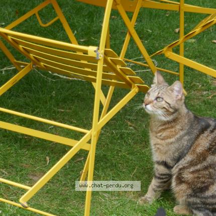 Foto 1/1 Pomme Chat perdido en Tours