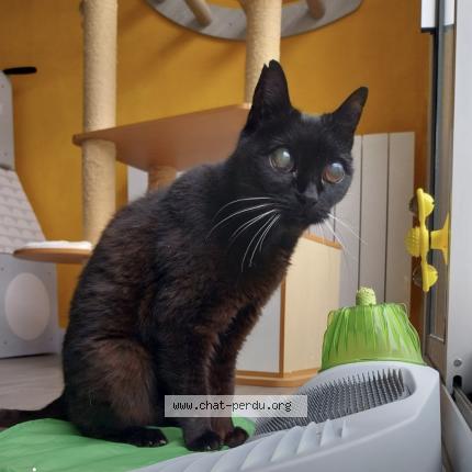 Foto 1/1 Gato encontrado Perdido en Lorient