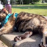 Foto del gato perdido en Montjean Sur Loire