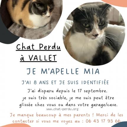 Foto 1/1 Mia Chat perdido en Vallet