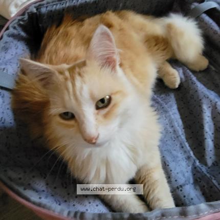 Foto 1/1 Lemon Chat perdido en Saix