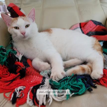 Foto 1/1 Atlas Chat perdido en Is sur tille