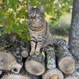 Foto del gato perdido en Volvic