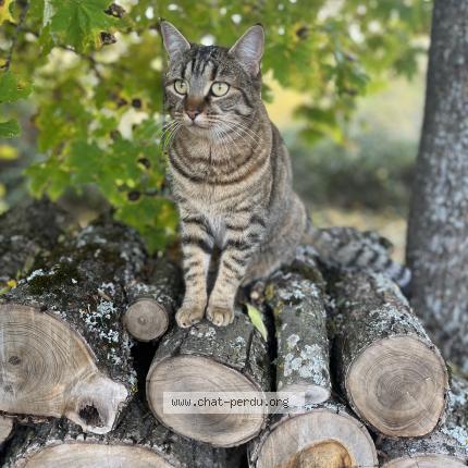 Foto 1/1 Sibelle Chat perdido en Volvic