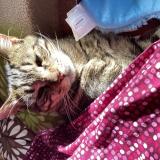 Foto del gato perdido en La Celle Saint Cloud