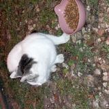 Foto de gato encontrado en Vierzon