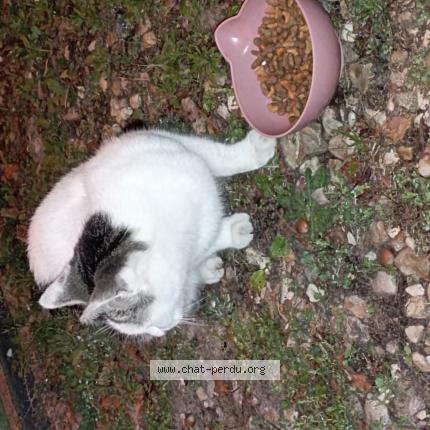 Foto 1/1 Gato encontrado Encontrado en Vierzon
