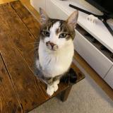 Foto del gato perdido en Charnay Les Macon