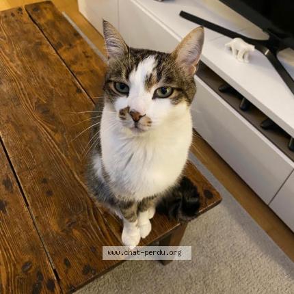 Foto 1/1 MARTY Chat perdido en Charnay les macon