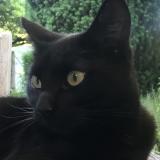 Foto del gato perdido en Pompaire