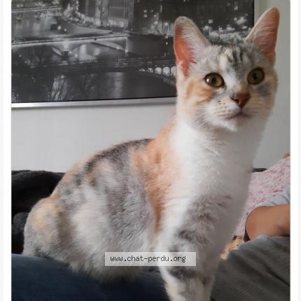 Foto 1/1 Perle Chat perdido en Signy signets