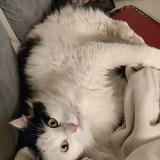 Foto del gato perdido en Vinay