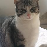 Foto del gato perdido en Le Thoureil