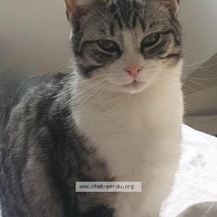 Foto 1/1 Primi Chat perdido en Le thoureil