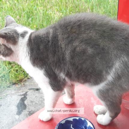 Foto 1/1 Gato encontrado Encontrado en Colomiers