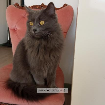 Foto 1/2 Belle Chat perdido en Beaucourt