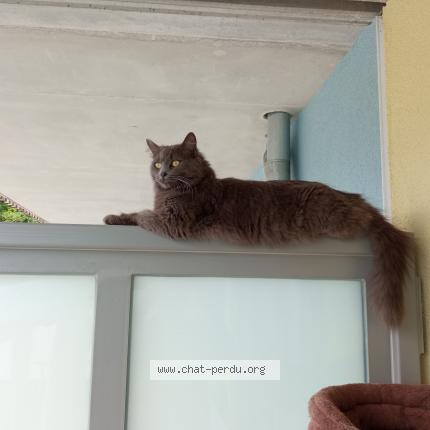 Foto 2/2 Belle Chat perdido en Beaucourt