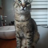 Foto del gato perdido en Mougins